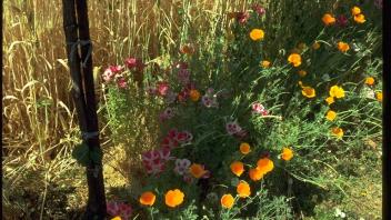barley and flowers