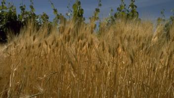 field of barley