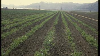 field of barley