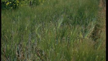 barley in field