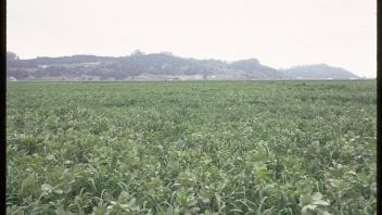 Field of cover crops