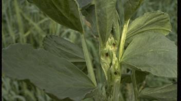 close-up of bell bean plant