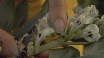 Closeup of bell bean