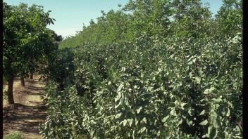 Tall bell beans growing on farm