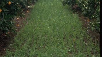 cover crops in citrus orchard