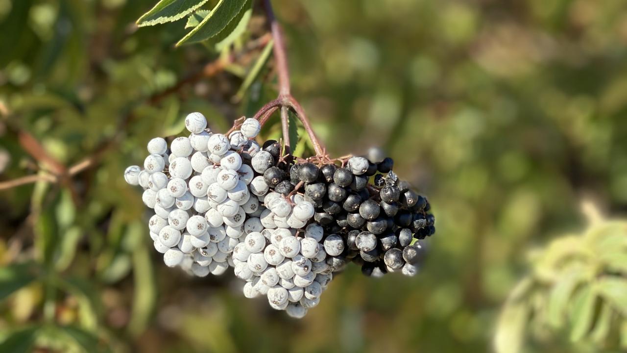 Cluster of elderberries
