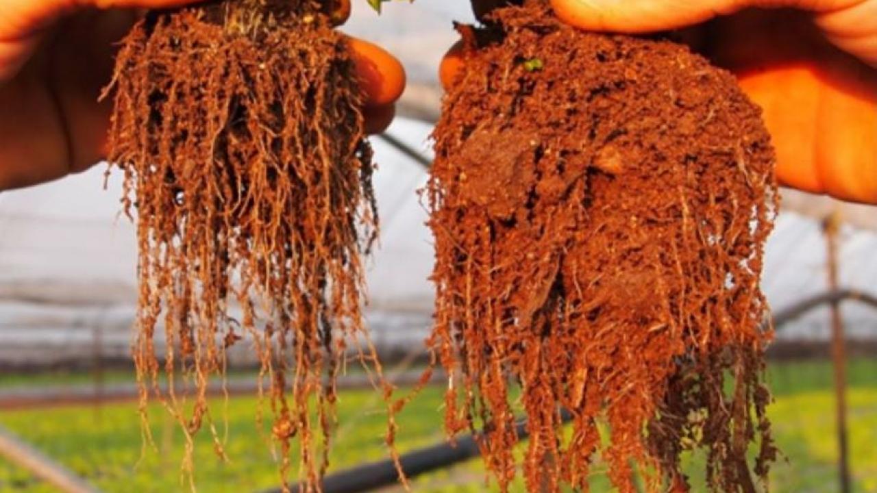 Permaculture