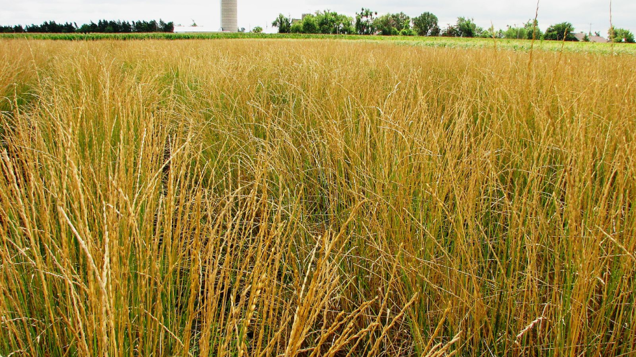 field of kernza
