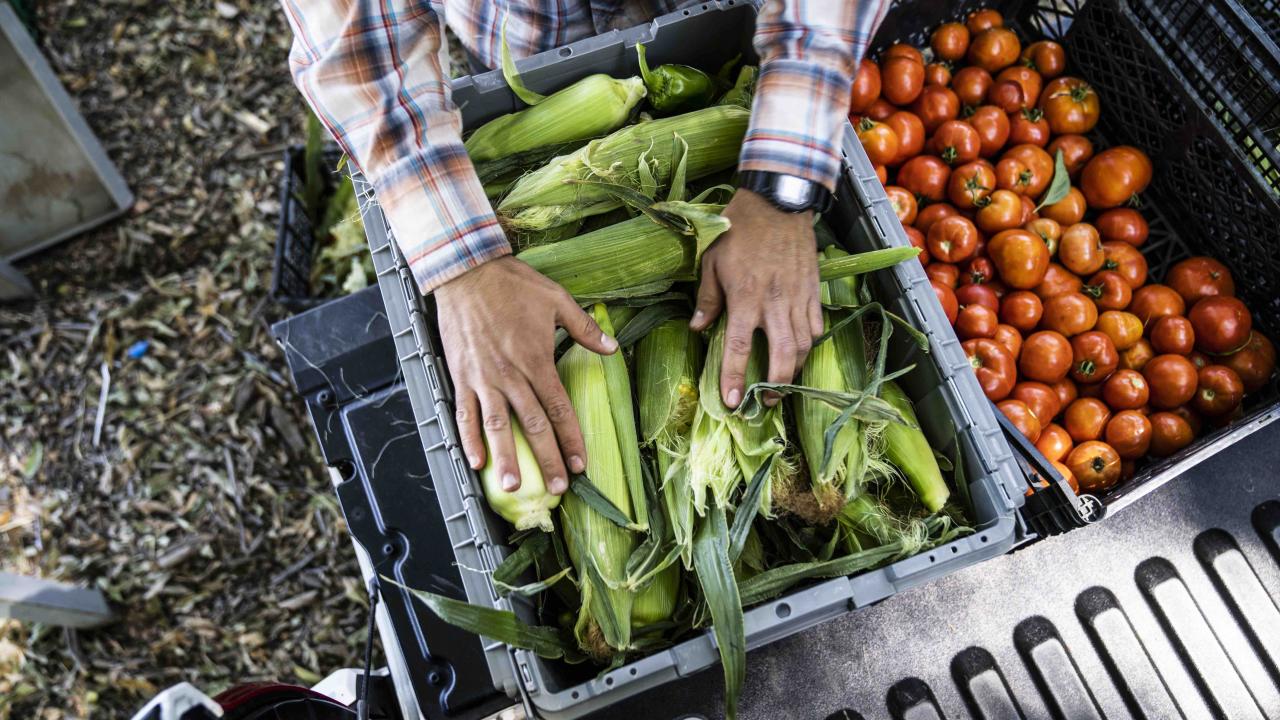 Gleaned food is collected at UC Davis Student Farm for donations to food pantries