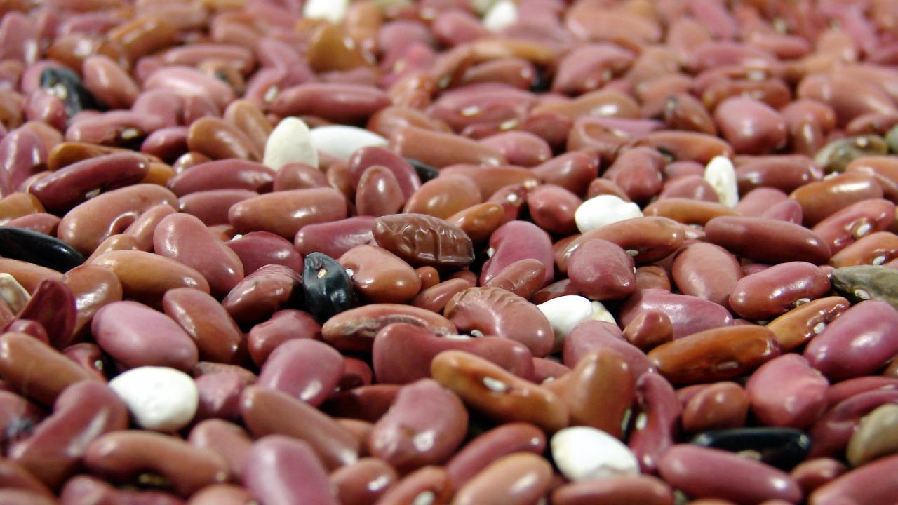Dried beans
