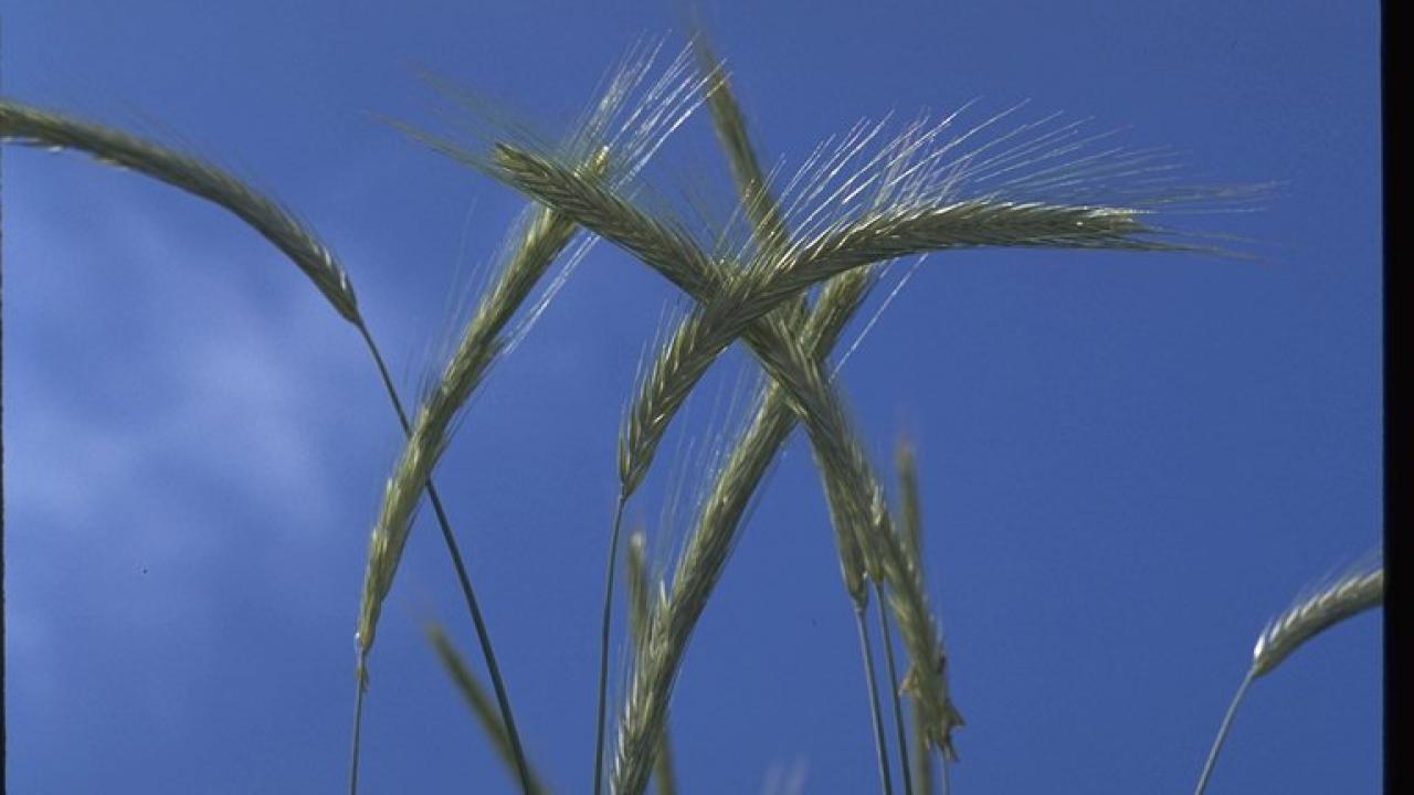 close-up of cereal rye