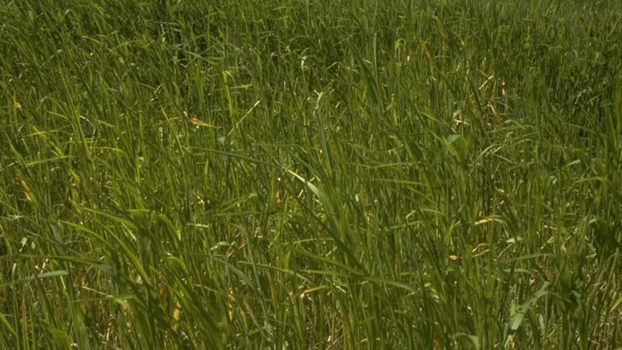 Field of oat