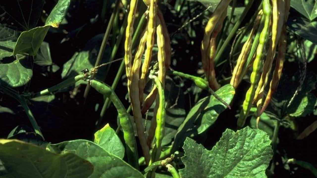 close-up of cowpea