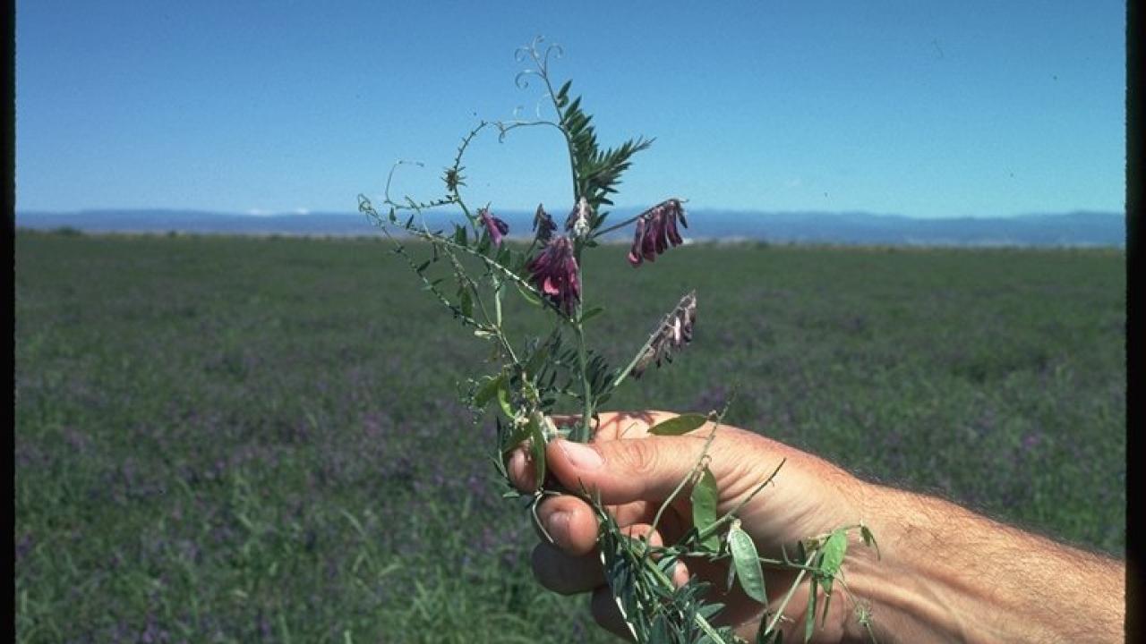 Hand holding purple vetch plant with field in background