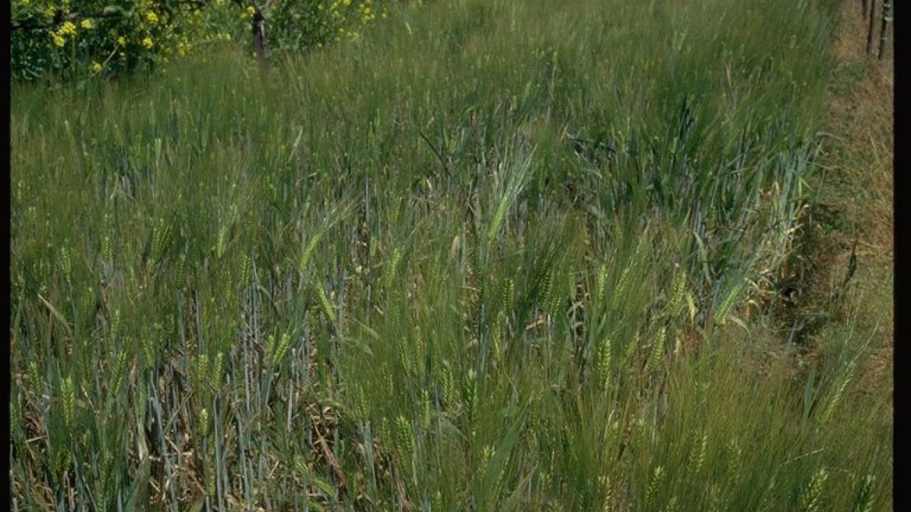 barley in field