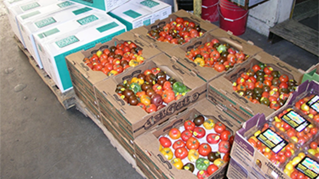 Crates of tomatoes at a warehouse