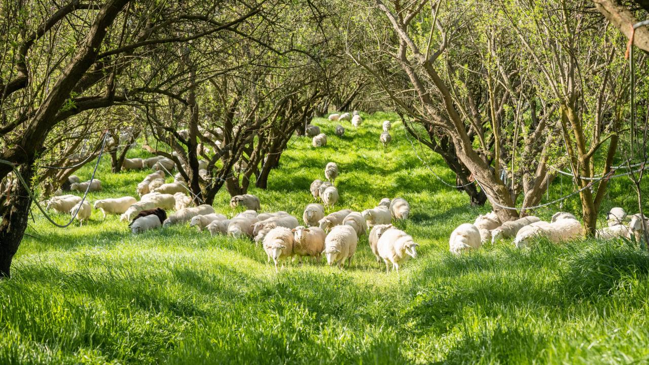 Sheep grazing in an orchard