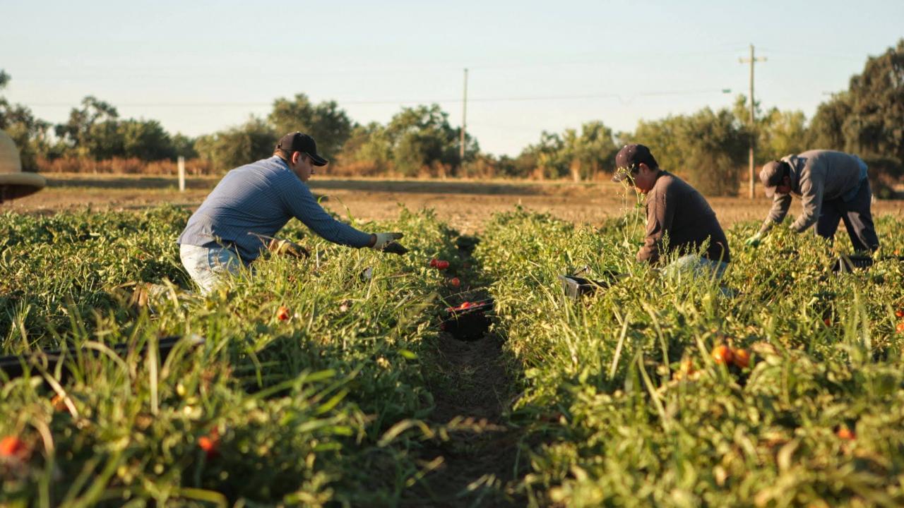 Farmworkers in a tomato field