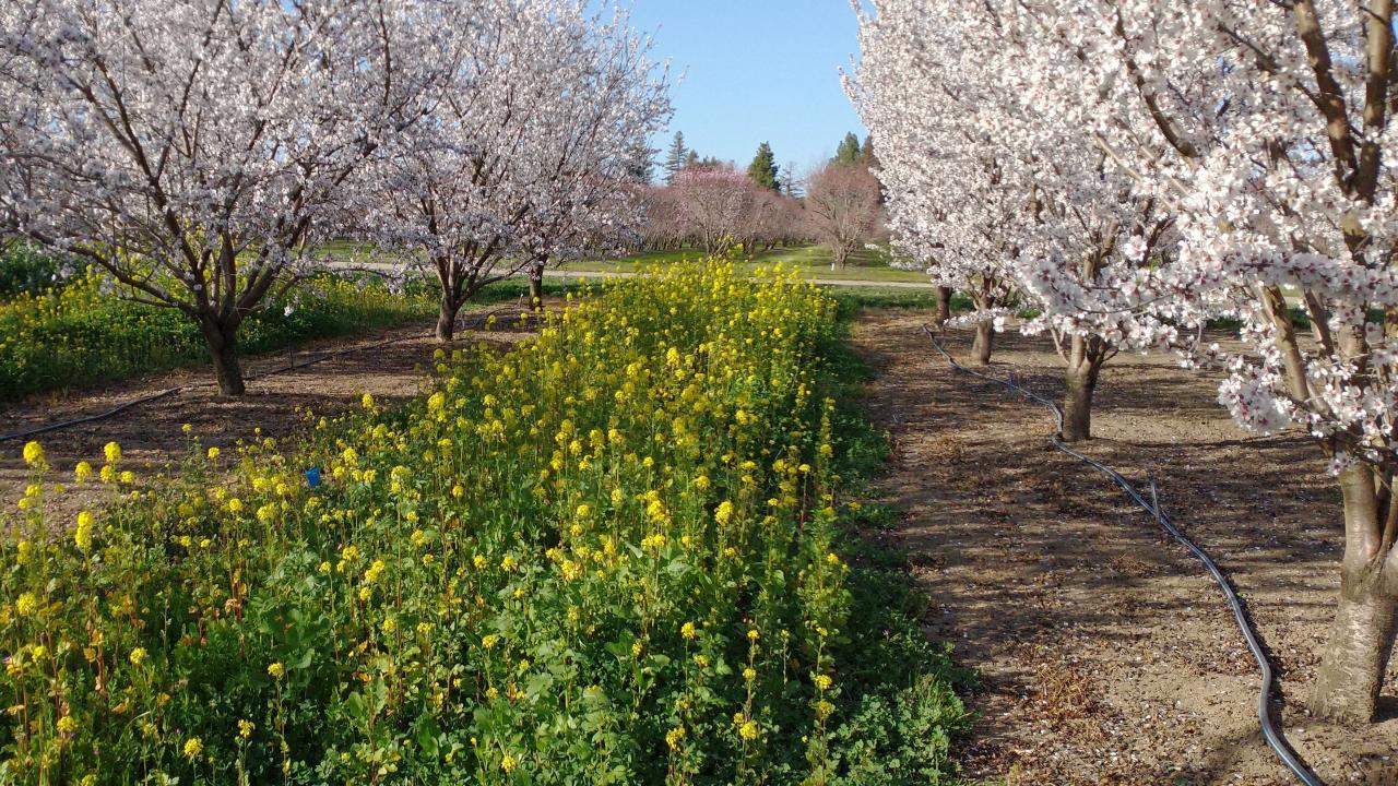 Mustard in orchard