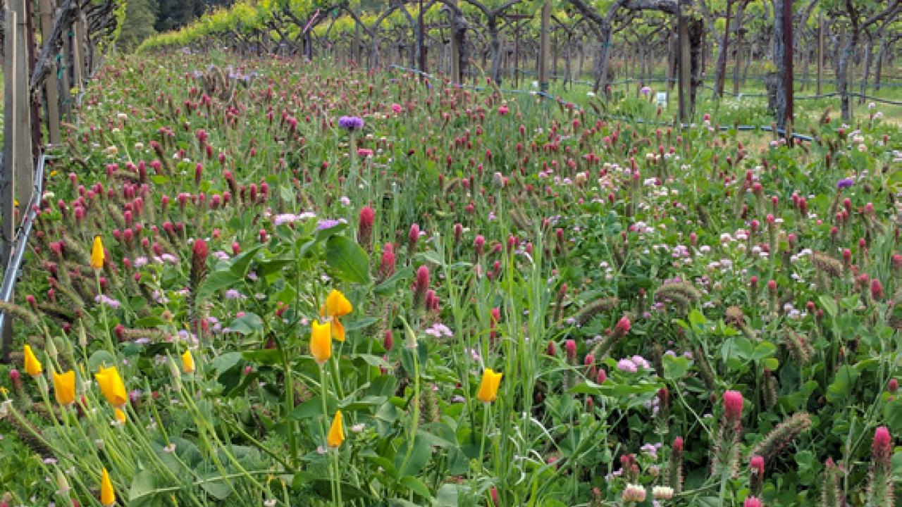 Cover crops growing in a vineyard