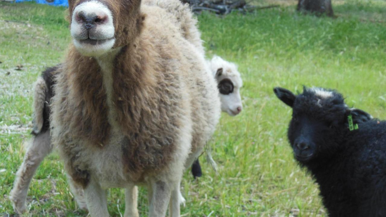 goats