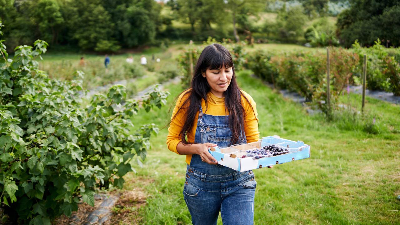 Woman wearing overalls at a you pick berry operation