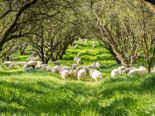 Sheep grazing in an orchard