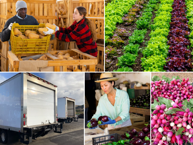 Collage of photos: man and woman with a crate of butternut squash, lettuce field, bunches of radish, woman with eggplants, produce delivery truck