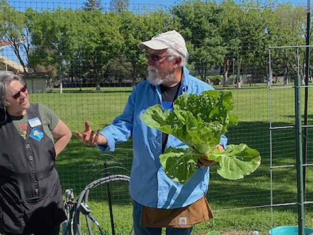 Man in baseball cap holding leafy greens near a planter box.