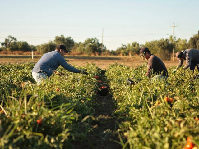 Farmworkers in a tomato field