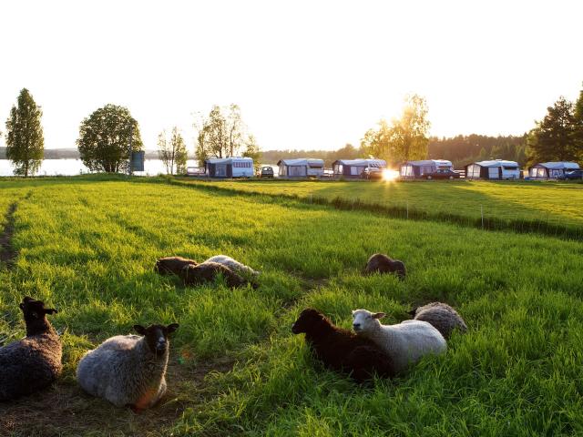 Sheep in field with nearby trailer camping