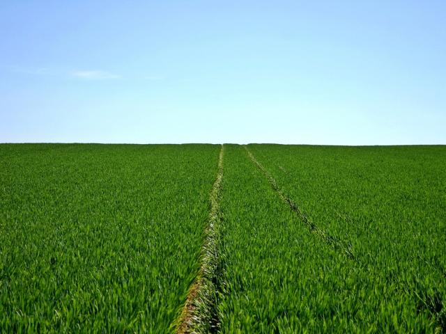 A field of cereal grain.