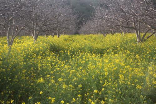 Walnut orchard planted with mustard