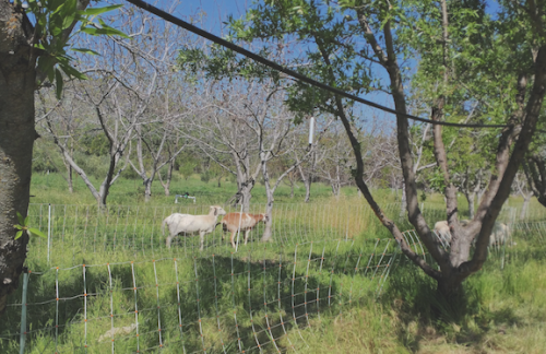 Goats in orchard