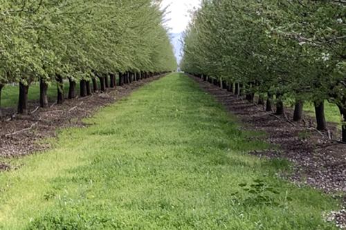 orchard