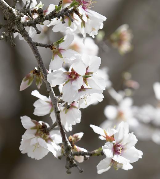 Flowering almond branch