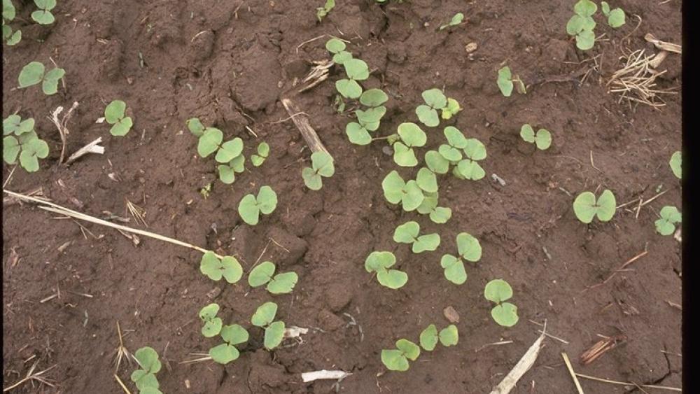 Buckwheat Sustainable Agriculture Research & Education Program
