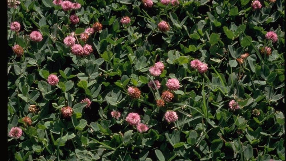 Strawberry Clover Sustainable Agriculture Research & Education Program