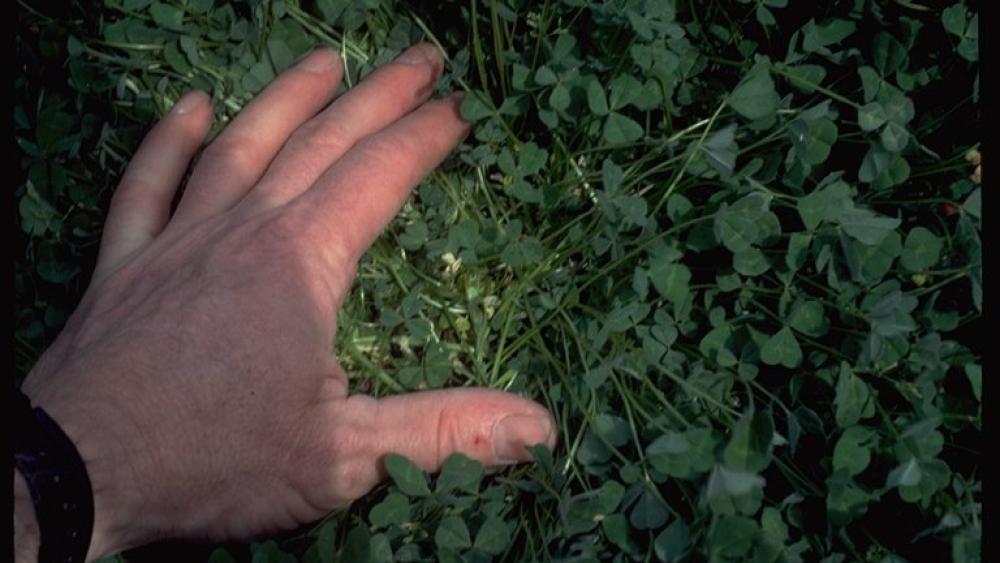 Dallisgrass Vs Crabgrass: Unveiling the Distinctions and Techniques for Elimination