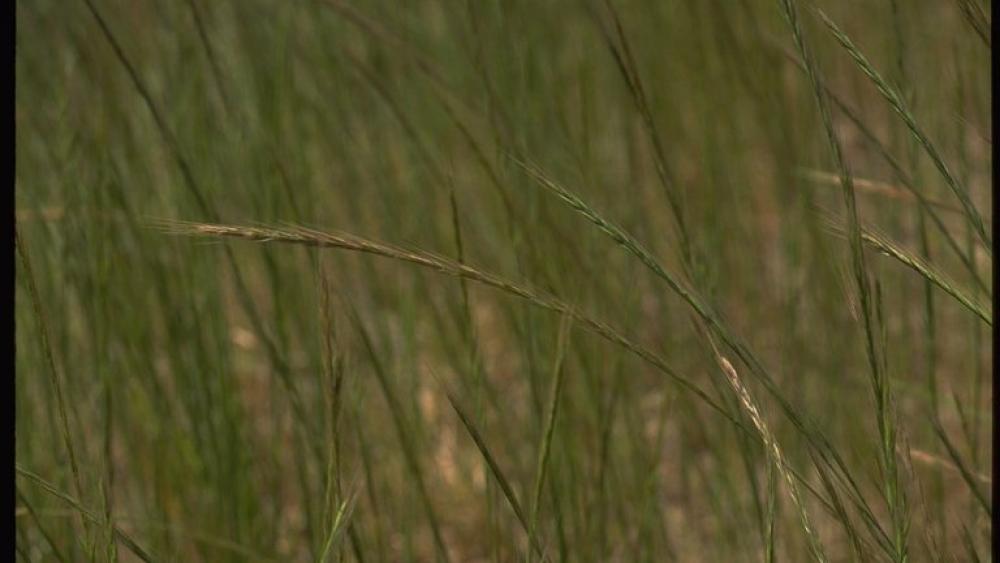 Annual Fescue | Sustainable Agriculture Research & Education Program