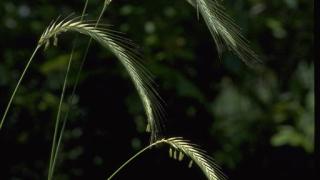 Cereal Rye | Sustainable Agriculture Research & Education Program