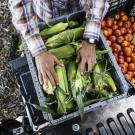 Gleaned food is collected at UC Davis Student Farm for donations to food pantries