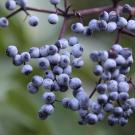 Blue elderberry