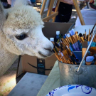 Curious alpaca with paint bushes in container