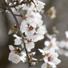 Flowering almond branch