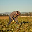 Farmworker in field of tomato plants