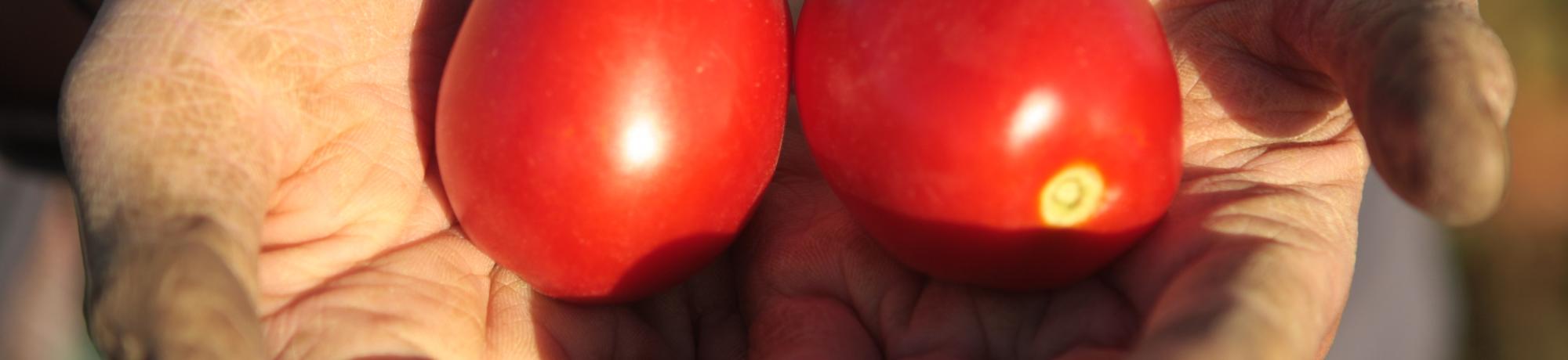 Hands with tomatoes