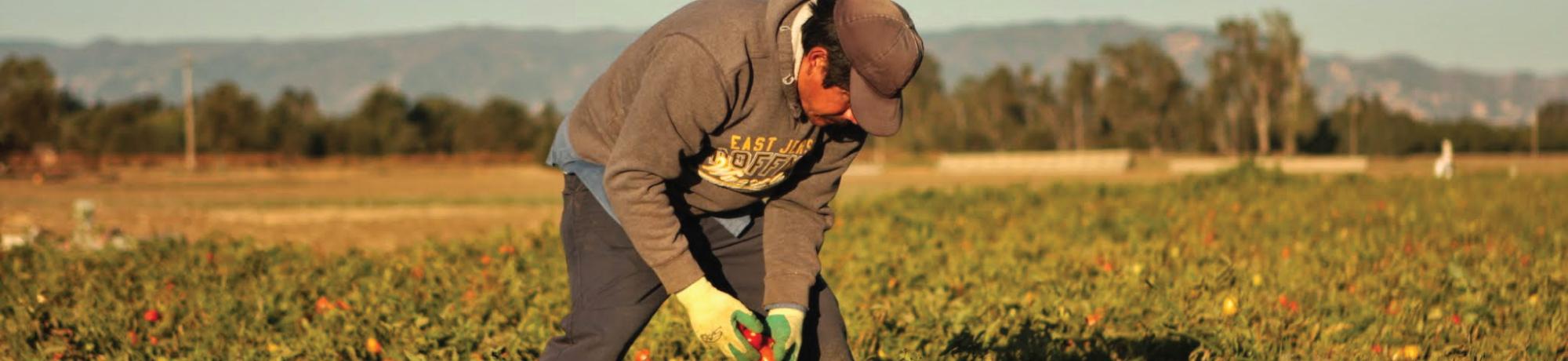 farmworker in a field of tomatoes